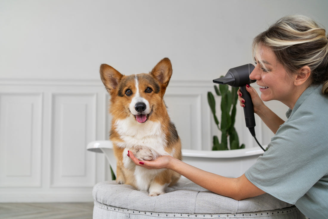 The Ultimate Guide to Pet Grooming