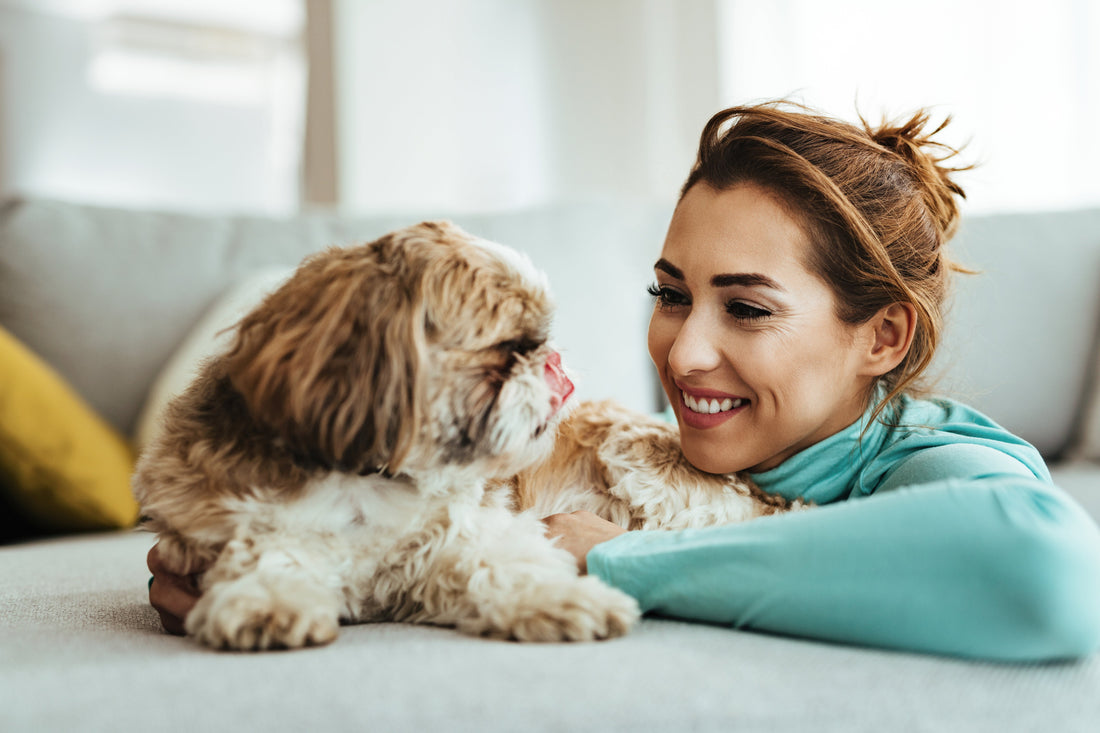 Cozy & Stylish: Why Your Pet Needs a Comfortable Bed & Cute Clothing