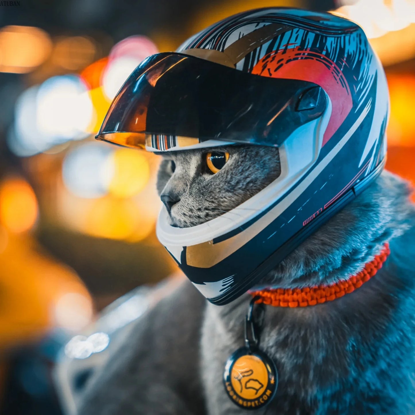DIY Pet Helmet – Mini Cat & Dog Safety Hat for Outdoors, Photos, or Motorcycle